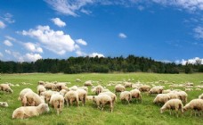 草地素材羊群