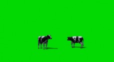 视频模板奶牛吃草绿屏抠像视频素材