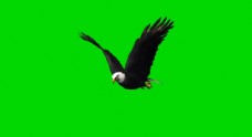 视频模板老鹰飞翔绿屏抠像视频