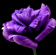 紫色黑色底紫花