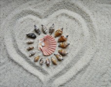 爱上沙滩上的贝壳