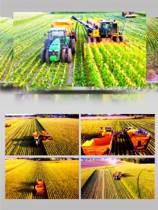 大型收割机玉米地工作场景视频