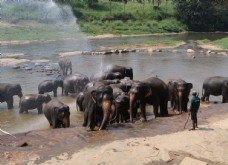 大象训练营