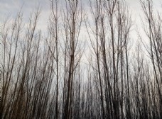冬季树林