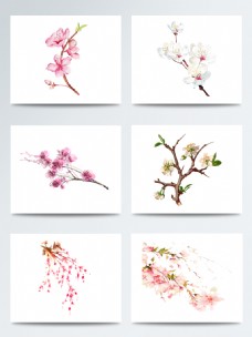 花的彩绘彩色手绘的惊蛰桃花枝元素素材