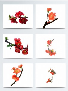 花海红色海棠花主题元素