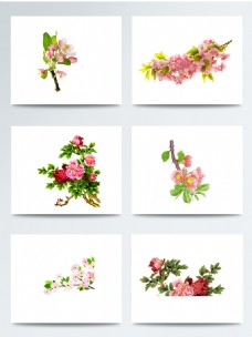 盛开的海棠花主题元素
