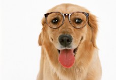 宠物狗戴眼镜的狗狗
