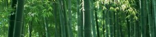 树木绿色竹林装饰画