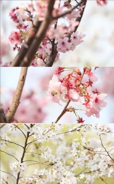 视频模板春天美丽樱花实拍视频