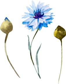 蓝色清新水彩绘花朵插画
