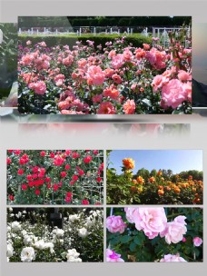鲜花盛开2k植物园盛开美丽鲜花桃花玫瑰花