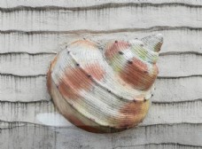 彩色海螺雕刻