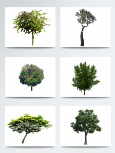 单体树木装饰效果