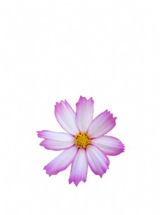 紫色小花 野花