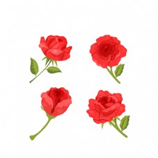 玫红色玫瑰卡通红色玫瑰花插画
