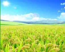 景观设计农业水稻场景