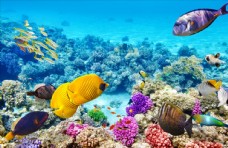 珊瑚深海鱼