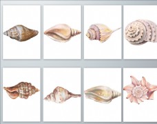 海螺手绘硬壳软体动物PNG