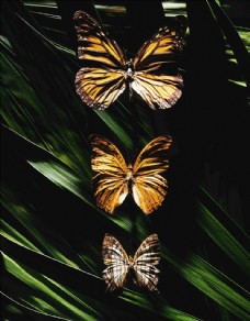 昆虫蝴蝶