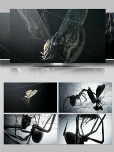 3D包装动画特效蜘蛛捕食