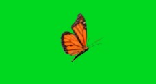 蝴蝶翩翩飞舞绿色抠图背景