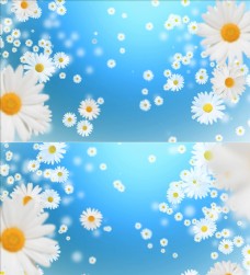 视频模板小雏菊花循环背景高清视频素材